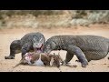 How Komodo Dragon Attack Goat For Food