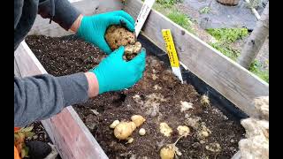 #sspc2026 Oliver Growing One Potato Three different Ways To Get A Giant Potato