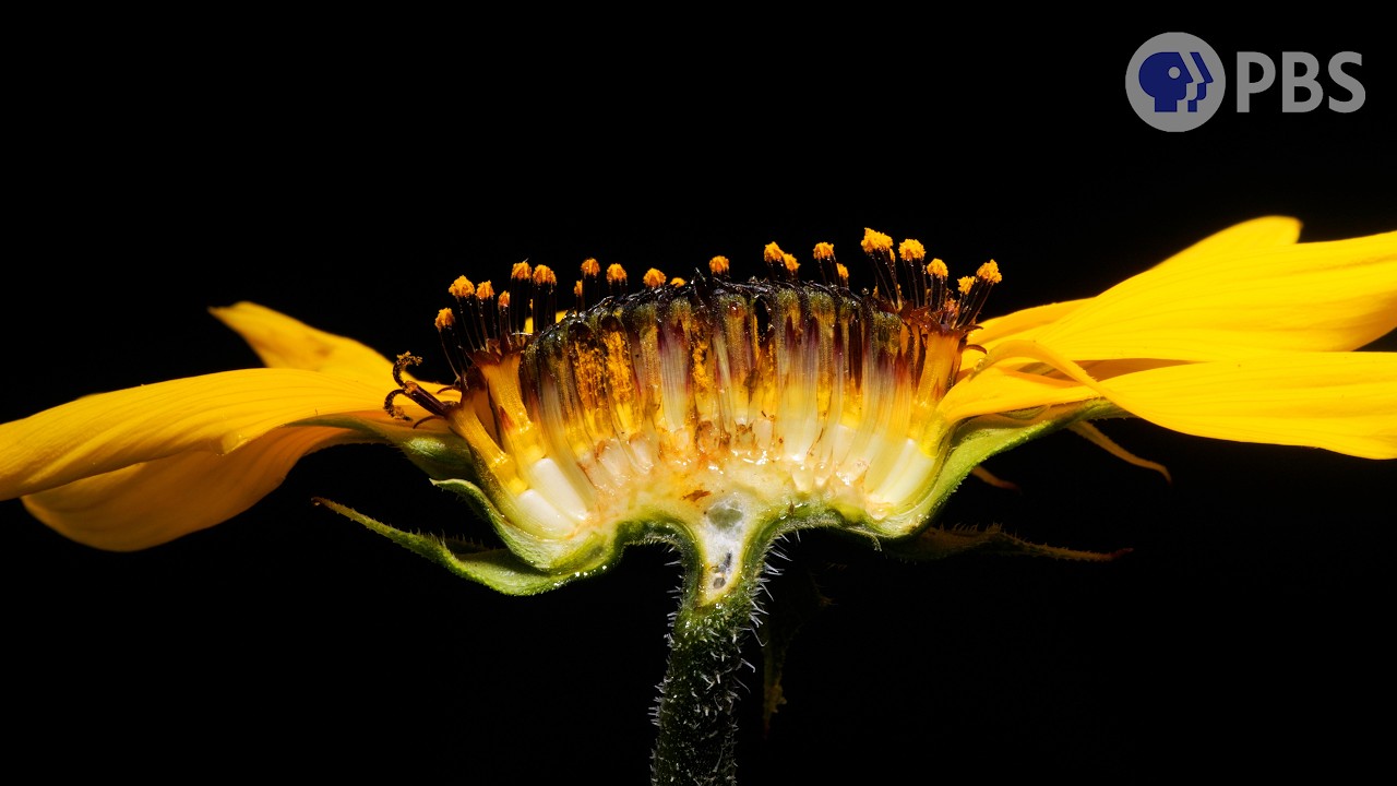 How Sunflowers Bring All the Bees to the Yard | Deep Look