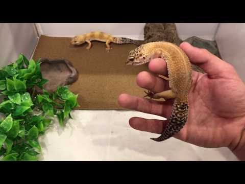 leopard gecko habitat for sale