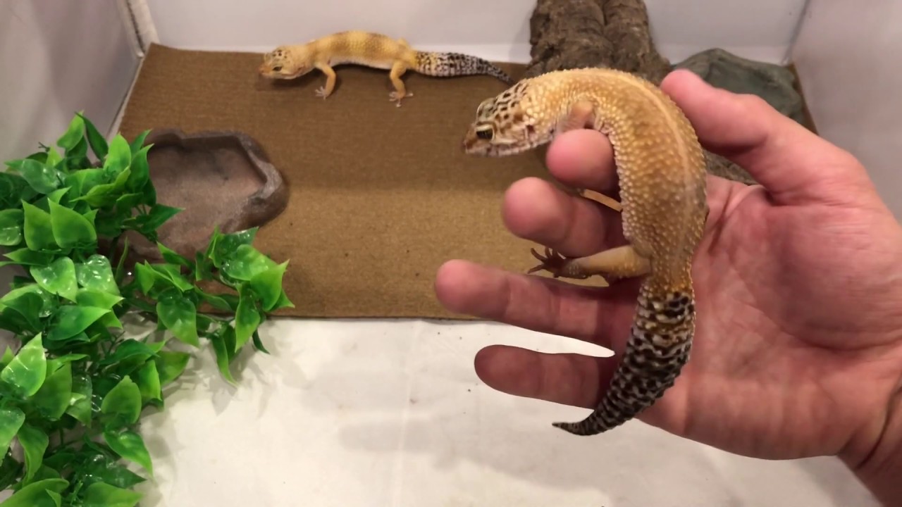 cohabitate townsville Leopard Gecko care | Setup | Cohabitation | Habitat | Diet | Terrarium | Leopard geckos for sale