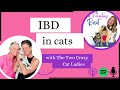Irritable Bowel Disease In Cats: From Prevention to Help After Diagnosis