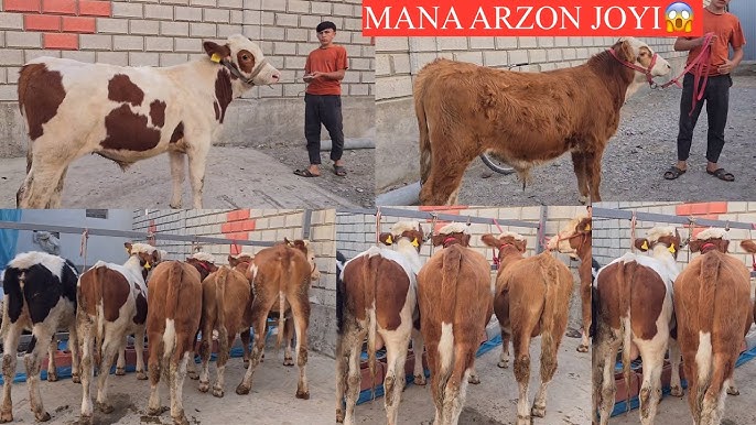 Buqa sigir jinsiy olatni 3gp Buqa sigir jinsiy olatni 3gp