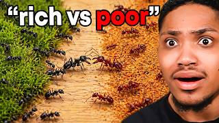 1,000 Ants vs 1,000 Ants WASN'T FAIR😳