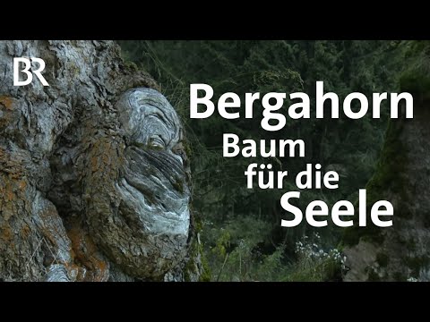 Video: Welches Land ist Bergahorn?