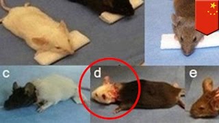 Head transplants on 1000 mice performed by Chinese doctor - TomoNews