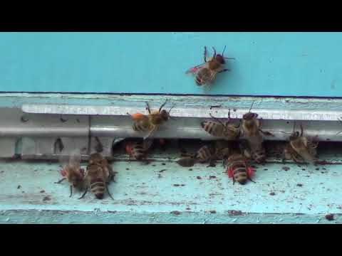 Video: Kako Dati Pčelinji Hleb Deci