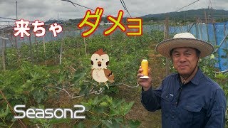 いちじくVlog　#27　防鳥糸を設置します　SEASON2