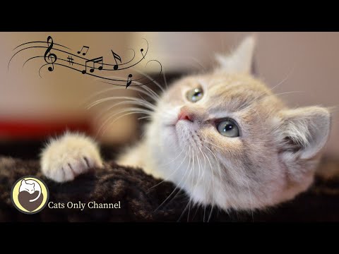 Cat Music - Soothing Sleeping Music & Nature Sounds, Deep Relaxation, Stress Relief