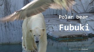 【japanese zoo】polar bearFubukiHigashiyama Zoo and Botanical Garden2024.05.02②
