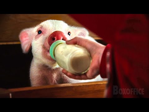 彼女はとってもかわいい子ブタを学校に連れてくる | シャーロットのおくりもの | 映画シーン