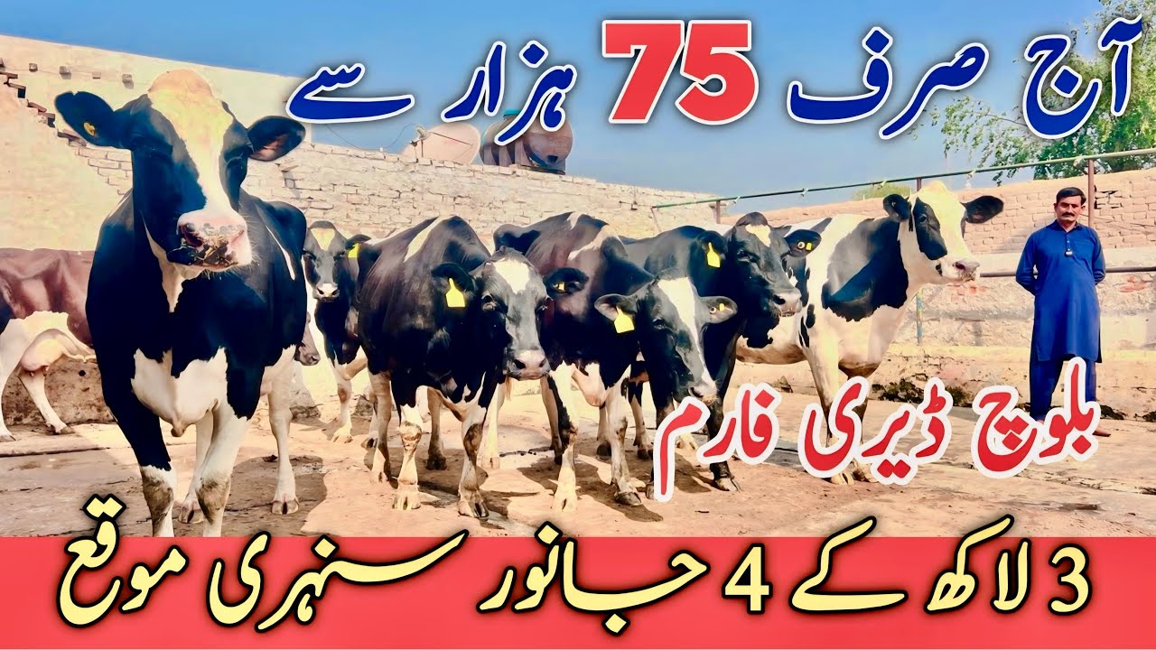 Imported Cows for Sale at Baloch Dairy Farm in Pakistan!