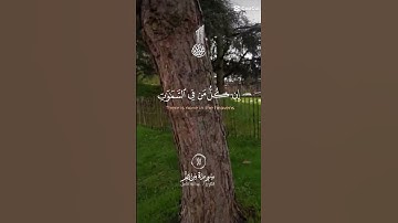 وَمَا يَنبَغِي لِلرَّحْمَٰنِ أَن يَتَّخِذَ وَلَدًا سورة مريم