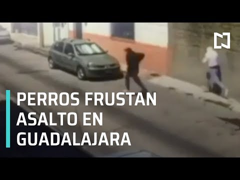 Perros frustran asalto en Guadalajara, Jalisco - Las Noticias con Danielle