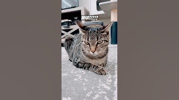 Catnip catnip catch me a mouse but her face says something else #what #talkingcats #meowmoments