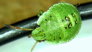 Small green bug viewed with my WiFi microscope 