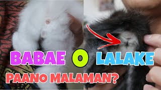 PAANO MALALAMAN ANG KASARIAN NG ISANG PUSA | HOW TO DETERMINE THE GENDER OF YOUR KITTEN