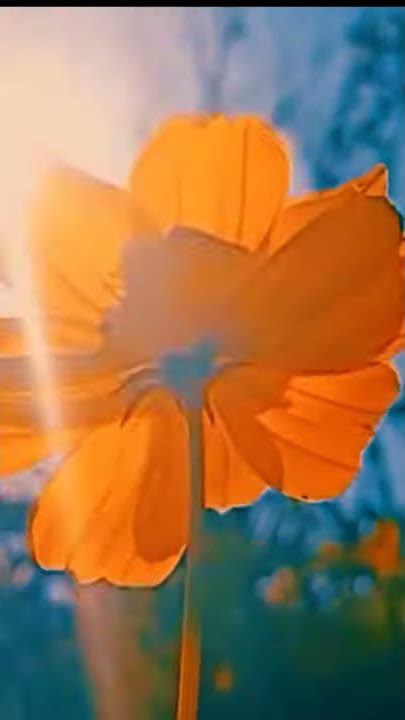 STORY WA PAGI HARI CINEMATIC 🥀🌼