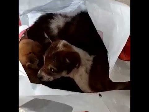  Dumped puppies found in a bag