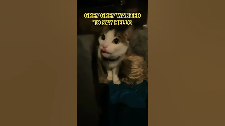 Video 8568811: cats catlover funny, cat lovers beautiful, grey cat, cute grey cat