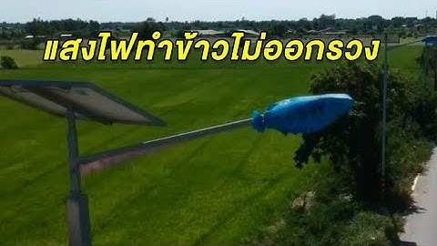 ชาวนาอ่างทองขออนุญาต เอากระสอบปุ๋ยคลุมไฟถนน หลังแสงสว่างทำข้าวไม่ออกรวง