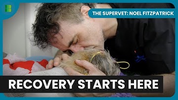Inside Fitzpatrick Referrals’ Groundbreaking Surgery | The Supervet