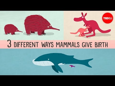 Vídeo: Per Què A Austràlia, Gairebé Tots Els Animals Són Marsupials