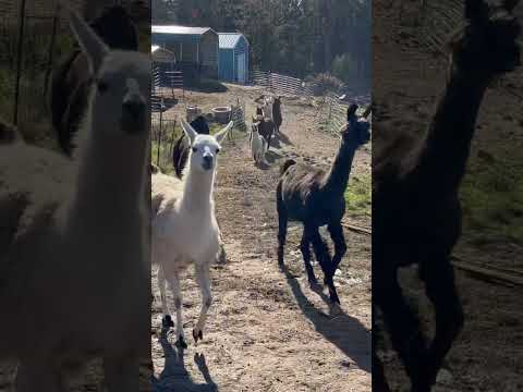 Llamas in KLLama WA Thanksgiving 2022