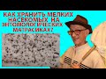 Как Хранить Насекомых на Энтомологических Матрасиках? How to Store small Hymenoptera?