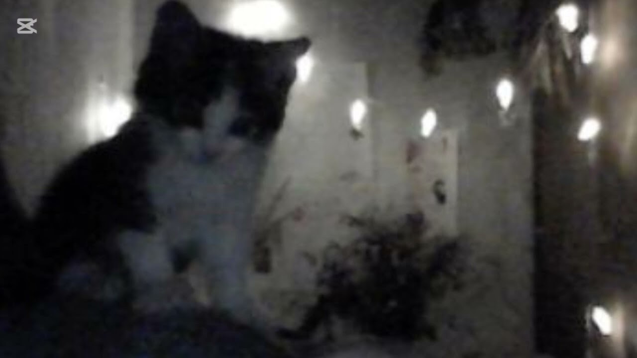 ♱︎милая внешность♱︎    очень мощный (2000+ аффирмаций) саблиминал