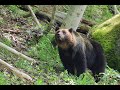 ヒグマのビッグママ２年振りに降臨か！