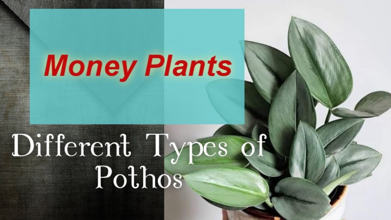 Types of Pothos / Money plants / Lucky Plant / Scarlet Venice YouTube