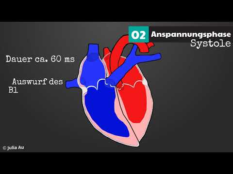 Video: In welcher Phase des Herzzyklus findet die meiste Füllung der Koronararterien statt?