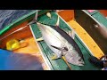 Peche pro dcp 5  thon  marlin 