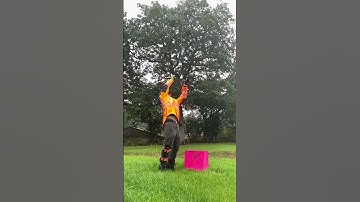 Top anchor, pow! 🤔👀🎯 #arbortec #throwline #arborist #onthetools