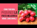 La FRUTA MILAGROSA 🍇con los 3 efectos QUE AUN NO CONOCES 😜[FUNCIONA] Ledidi de Nature's Wild Berry