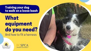 What equipment do you need for loose leash walking? And how to fit a harness | BC SPCA AnimalKind by BC SPCA (BCSPCA Official Page) 198 views 1 year ago 3 minutes, 54 seconds