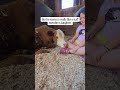 August is such a sweet boy. He loves treats but he is quite shy when it comes to touch.