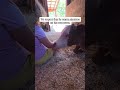 August is such a sweet boy. He loves treats but he is quite shy when it comes to touch.