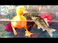Baby ducks koi carp fish  - Cute baby animals Videos