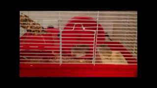 Three Cute Hamsters Playing