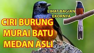 Ciri Burung Murai Batu Medan Asli dilihat Dari Ekornya