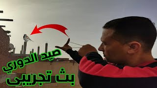 صيد عصافير الدوري بالنبله.Hunting league birds with a dart