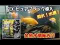 金魚水槽報告19「GEX  ピュアブラック導入」こっちゃんの生き物係