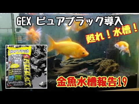 金魚水槽報告19 Gex ピュアブラック導入 こっちゃんの生き物係 Youtube