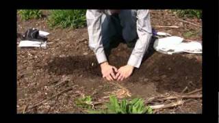 How to Plant Daylilies Video