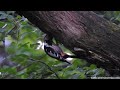 Middle Spotted Woodpecker carrying food to the nest