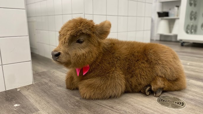 Two micro-miniature highland cows at Cherry Crest Adventure Farm 