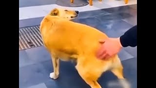 FUNNY DOG VIDEOS :D