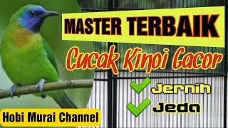 Master Murai Batu Terbaik suara CUCAK KINOI Gacor Jernih Jeda